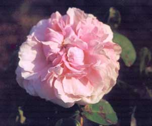 Rosal romano, Rosal de cien hojas, Rosa aromática, Rosa de mayo, Rosa de Provenza