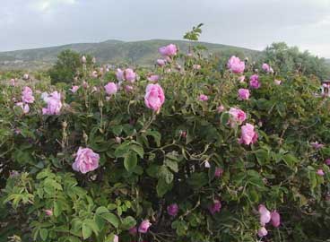 Rosal de Alejandría, Rosa turca