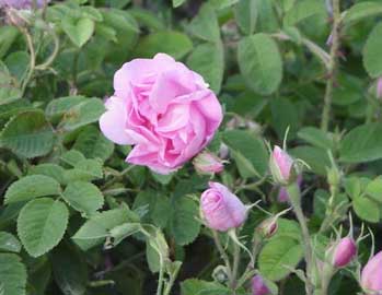 Rosal de Alejandría, Rosa turca