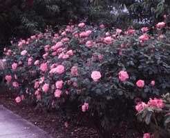 Rosales arbustivos - Rosas arbustivas - Rosales de parque