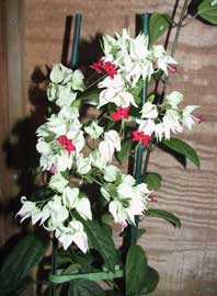 Clerodendro, Clerodendron