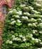 Hydrangea petiolaris ........ ( Hortensia trepadora)
