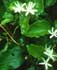 Jasminum azoricum ........ ( Jazmín de las Azores, Jazmín azórico)