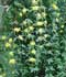 Jasminum primulinum ........ ( Jazmín amarillo, Jazmín de primavera, Jazmín prímula)