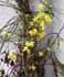 Jasminum nudiflorum ........ ( Jazmín amarillo, Jazmín de invierno, Jazmin de San José)