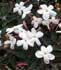 Jasminum polyanthum ........ ( Jazmín chino, Jazmín de China, Jazmín de invierno)