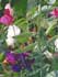 Lathyrus odoratus ........ ( Guisante de olor, Arvejilla de olor, Caracolillo de olor, Chicharito de olor, Chícharo de jardín, Fríjol de olor, Guisante de jardín, Látiro, Látiros)