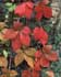 Parthenocissus quinquefolia ........ ( Parra virgen, Viña virgen, Viña del Canadá, Enamorada del muro, Enredadera de Virginia)