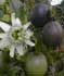 Passiflora edulis ........ ( Maracuyá, Granadilla, Frutos de Pasionaria, Fruta de la pasión, Maracujá de Brasil, Parcha, Parchita)
