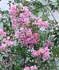 Podranea ricasoliana ........ ( Bignonia rosa, Bignonia rosada, Arbusto de Pandora, Trompetas)