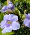 Thunbergia grandiflora ........ ( Tumbergia azul, Enredadera de trompeta azul, Bignonia azul)