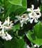 Rhynchospermum jasminoides ........ ( Trachelospermo, Traquelospermo, Jazmín de leche, Jazmin de estrella, Falso jazmín, Jazmín chino, Traquelospermum, Jazmín estrellado)