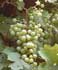 Vitis vinifera ........ ( Parra de uvas, Uva parra, Vidueño)