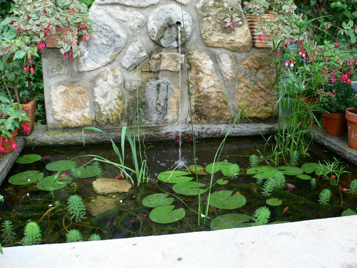 [Foto de planta, jardin, jardineria]