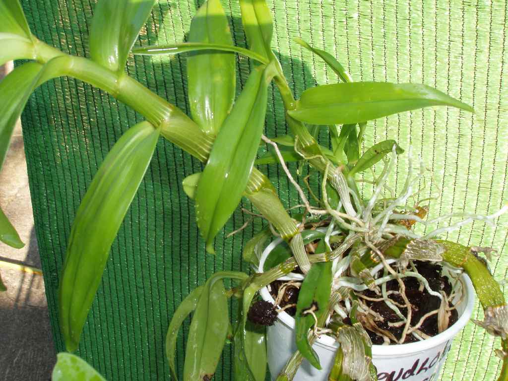 Compra y venta de orquídeas entre aficionados