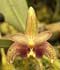 Bulbophyllum spp. ........ ( Bulbophyllum  )