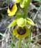 Ophrys lutea ........ ( Abejas amarillas, Flor amarilla de la abeja  )