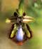 Ophrys speculum ........ ( Orquídea abeja espejo, Espejo de Venus  )