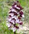 Orchis purpurea ........ ( Orquídea púrpura, Orquídea de dama  )