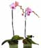Phalaenopsis spp. ........ ( Phaleonopsis, Phal, Orquídea alevilla, Orquídea mariposa  )