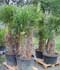 Trachycarpus fortunei ........ ( Palmito elevado, Palma de Fortune, Palmito de pie, Palmera de Fortune, Palma excelsa, Palma de jardín, Palma de molino de viento, Palmera excelsa )