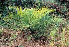 Daños por herbicida en palmera