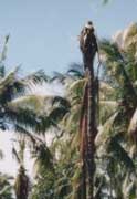 Phytophthora palmivora