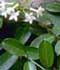 Stephanotis floribunda ........ ( Jazmín de Madagascar )