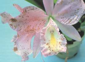 botritis orquideas