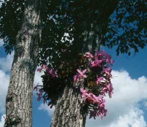 orquidea epifita