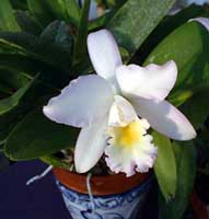 cattleya - orquideas