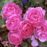 Rosas inglesas o Rosas de David Austin (Lista de variedades)