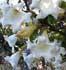 Beaumontia grandiflora ........ ( Beaumontia, Trompeta blanca)