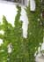 Ficus pumila ........ ( Ficus tapizante, Ficus trepador, Ficus rastrero, Ficus de China, Ficus enano, Enamorada del muro, Higuera trepadora)