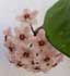 Hoya carnosa ........ ( Flor de porcelana, Flor de cera, Planta de cera, Cerilla)