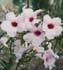 Bignonia jasminoides ........ ( Bignonia blanca, Pandorea)