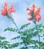 Bignonia capensis ........ ( Tecomaria, Bignonia roja, Madreselva del Cabo, Tecoma del Cabo, Bignonia del Cabo, Chupamieles del Cabo )