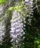 Wisteria floribunda ........ ( Glicinia japonesa, Wistaria japonesa)