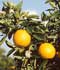 Naranja amarga ........ ( Citrus aurantium var. amara  )