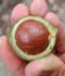 Macadamia, Nuez australiana ........ ( Macadamia integrifolia = Macadamia ternifolia var. integrifolia  )