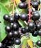 Grosella negra ........ ( Ribes nigrum  )
