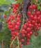 Grosella roja ........ ( Ribes rubrum  )