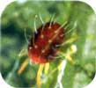 Ácaro rojo de los frutales (Panonychus ulmi)