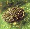 Larva de Mosca blanca parasitada 
