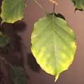 Gardenia: hojas amarillas