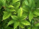 Gardenia: carencia de hierro o manganeso