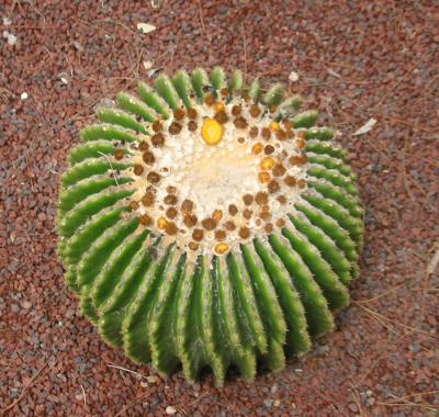 Echinocactus grusonii y E. grusonii inermis