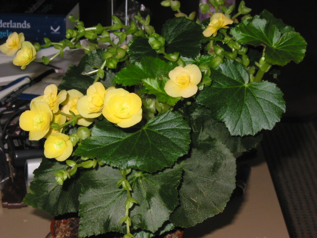 Cultivo de Begonia x hiemalis (Begonia elatior)