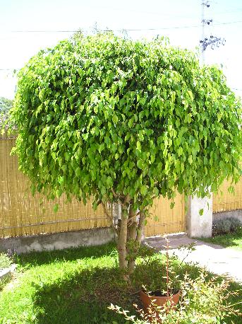 Ficus benjamina en el jardín: poda y foto. Y daños por hormigas en mis