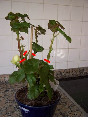 Cómo podar esta begonia?